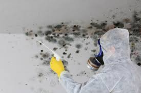 Why You Should Choose Our Mold Remediation Services in Sandy Oaks, TX